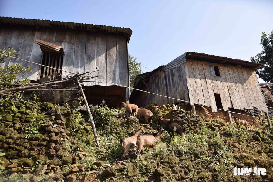 Một đàn dê lang thang quanh nóc - Ảnh: LÊ VĂN ÁNH
