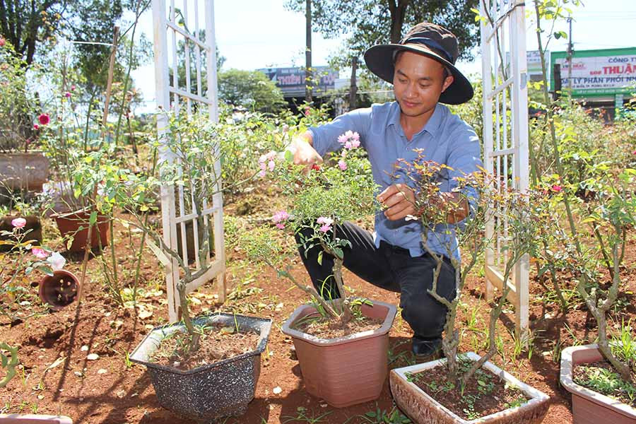  Anh Trần Mạnh Cường đang chăm sóc các gốc hồng bonsai. Ảnh T.B