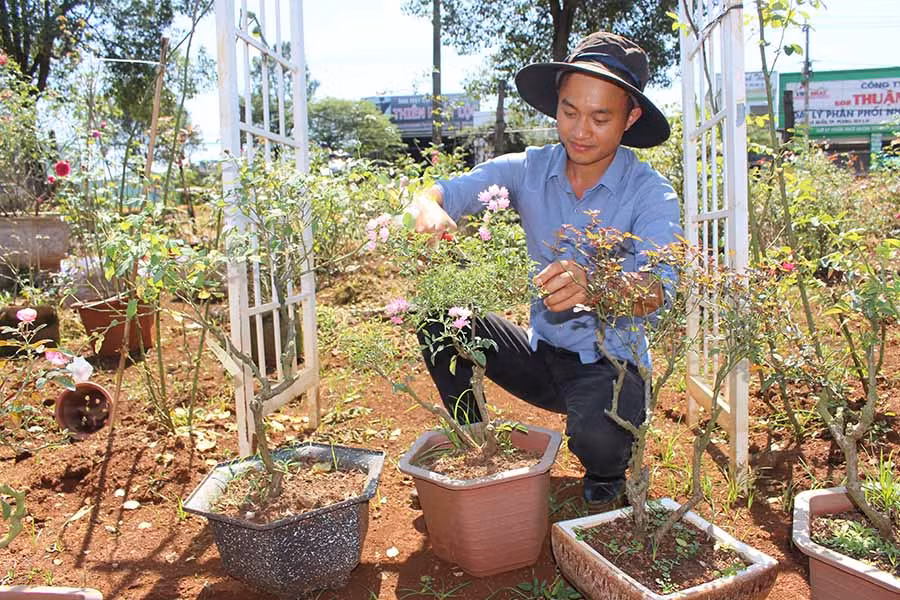  Anh Trần Mạnh Cường đang chăm sóc các gốc hồng bonsai. Ảnh T.B