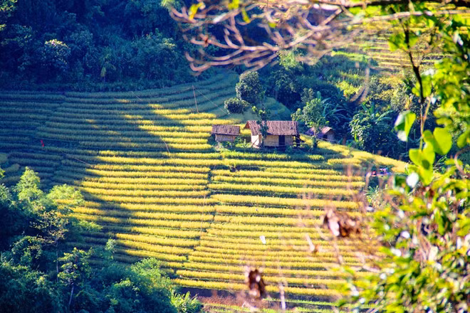 Ruộng bậc thang ngả màu vàng khi vào thu - Ảnh: Mạnh Cường