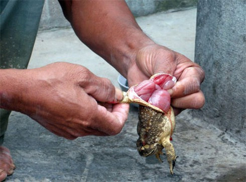 Các bác sĩ cho rằng chế biến thịt cóc không cẩn thận dễ dẫn đến nguy cơ ngộ độc cho người sử dụng - Ảnh minh họa Các bác sĩ cho rằng chế biến thịt cóc không cẩn thận dễ dẫn đến nguy cơ ngộ độc cho người sử dụng - Ảnh minh họa