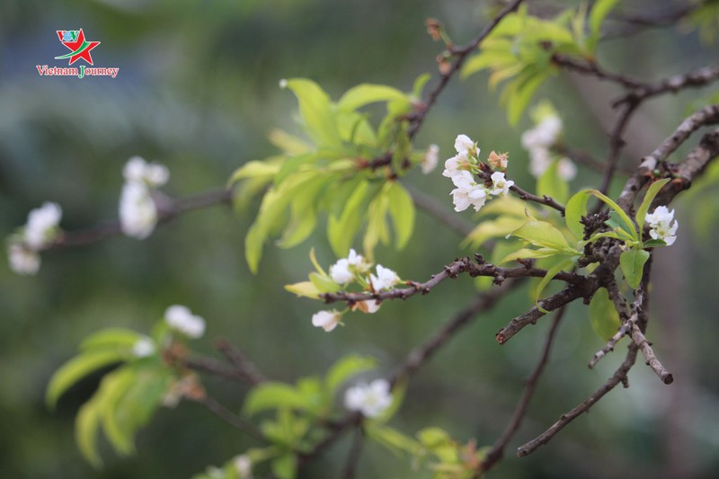 Những chùm hoa mận bung nở trái mùa tăng thêm vẻ thi vị của cao nguyên Mộc Châu.