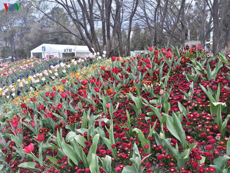  Tuy mảnh mai nhưng màu sắc rực rỡ của hoa puppy làm không khí mùa xuân thêm tươi vui.