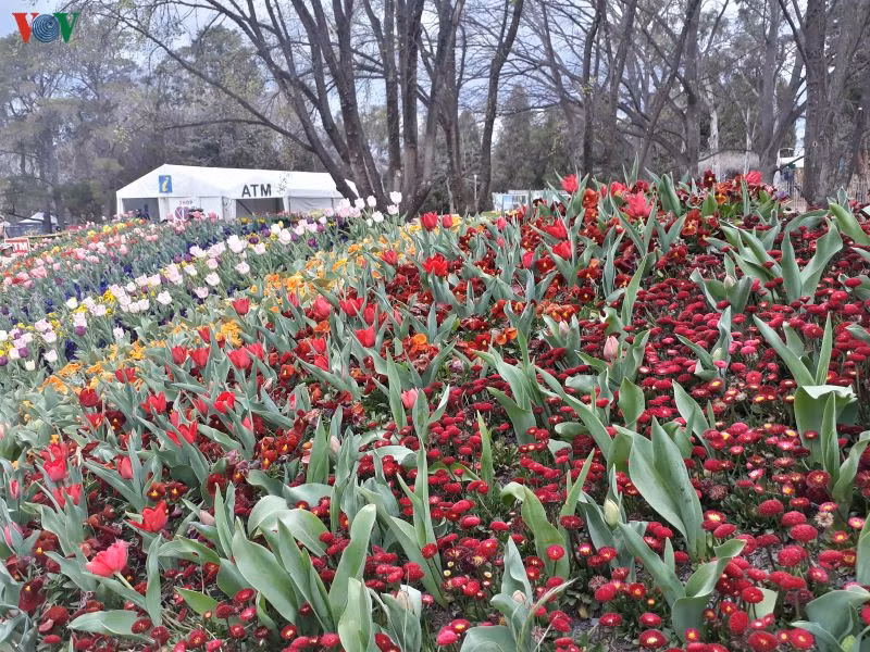  Tuy mảnh mai nhưng màu sắc rực rỡ của hoa puppy làm không khí mùa xuân thêm tươi vui.