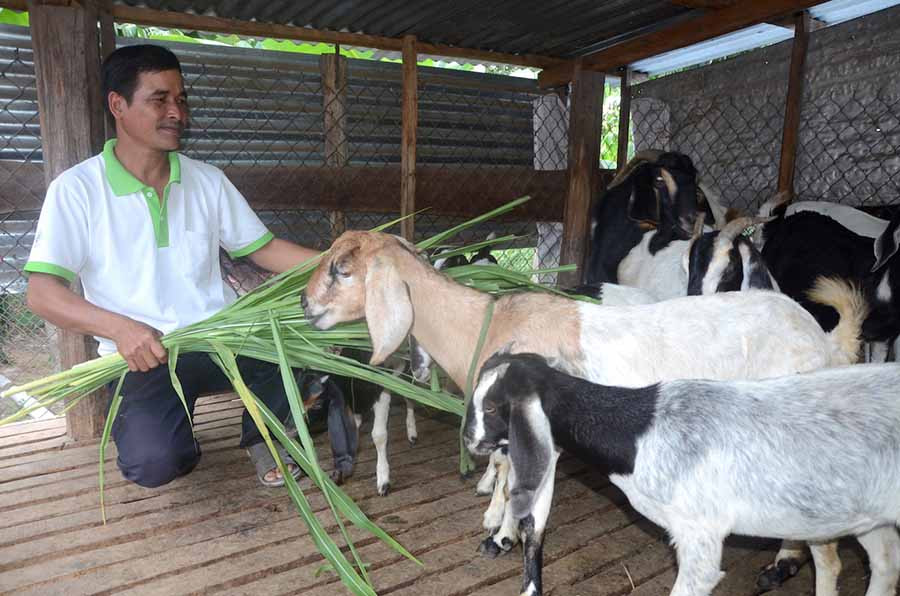  Ông Rô Kly (thôn Hlim 1, xã Ia Ma Rơn) phấn khởi vì đàn dê phát triển nhanh. Ảnh: Đ.P