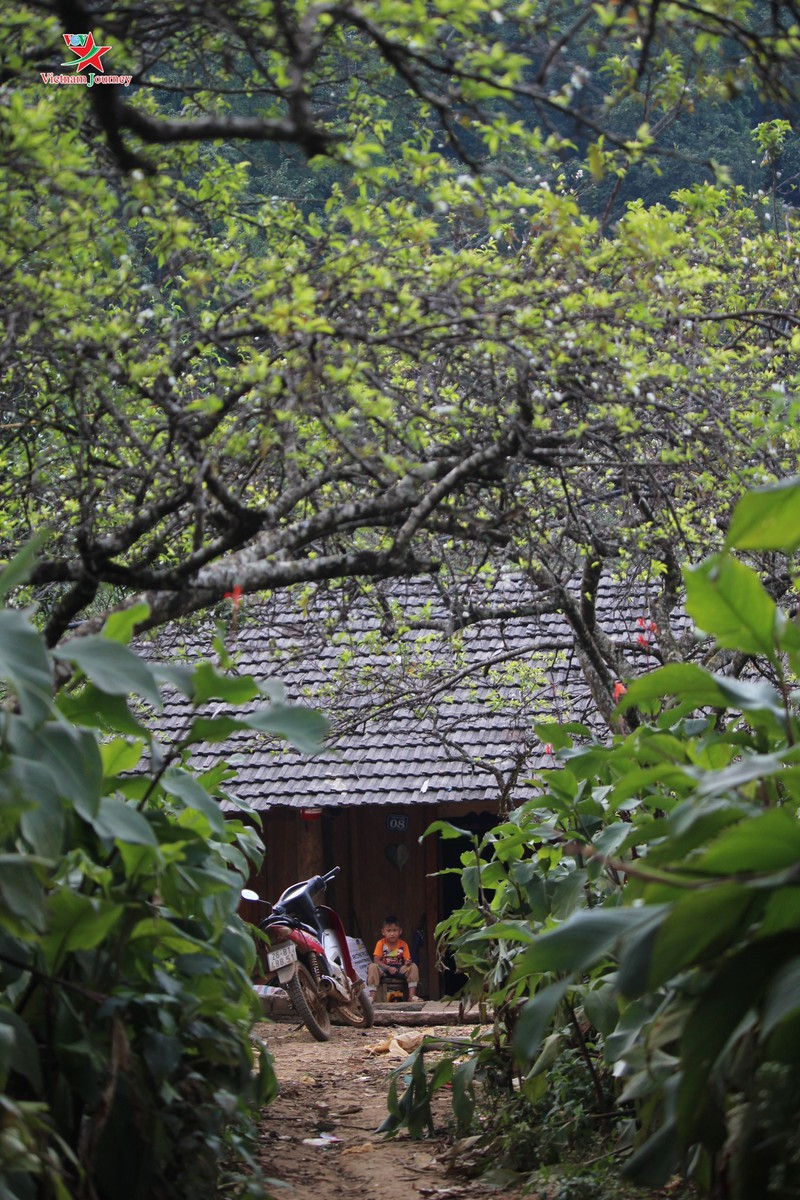  Đường vào nhà dưới tán hoa mận