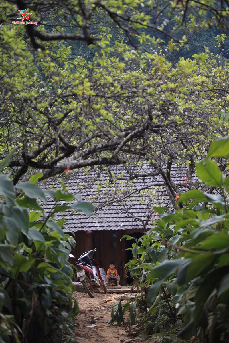  Đường vào nhà dưới tán hoa mận