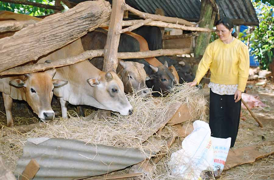 Nông dân chú trọng chăm sóc và phòng dịch bệnh cho đàn gia súc. Ảnh: L.T