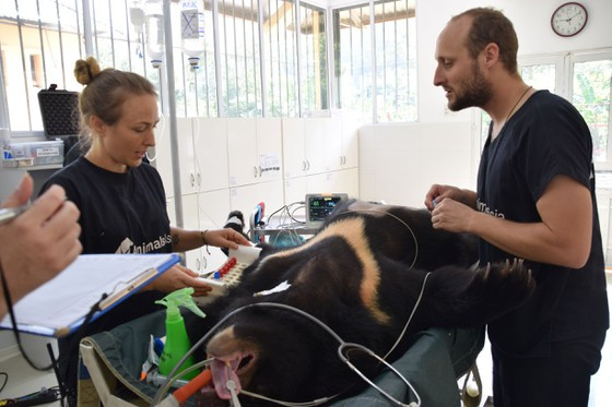 Các bác sỹ thú y tại Trung tâm Cứu hộ gấu Việt Nam tiếp tục chăm sóc cho gấu Phoenix Các bác sỹ thú y tại Trung tâm Cứu hộ gấu Việt Nam tiếp tục chăm sóc cho gấu Phoenix