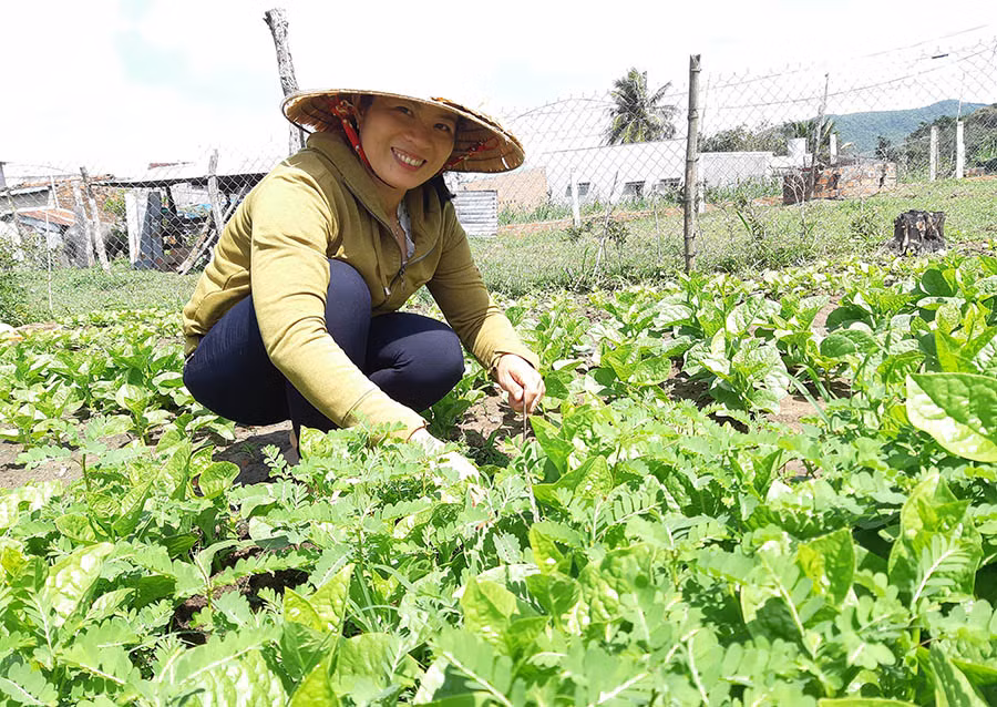 Chị Trần Thị Hiền (thôn Tân Hòa, xã Tân An) chăm sóc vườn rau mồng tơi. Ảnh: T.M