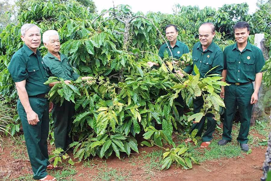 Cán bộ, hội viên Hội Cựu chiến binh huyện Đak Đoa tham quan mô hình kinh tế của cựu chiến binh Hoàng Văn Thể (thứ 2 từ trái qua). Ảnh: P.L