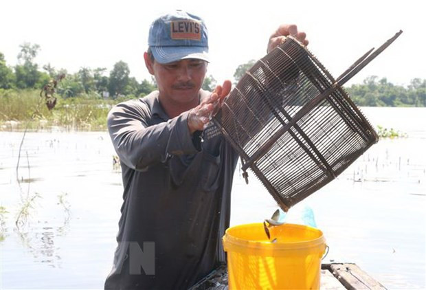 Đánh bắt cá linh. (Ảnh minh họa. Công Mạo/TTXVN) Đánh bắt cá linh. (Ảnh minh họa. Công Mạo/TTXVN)