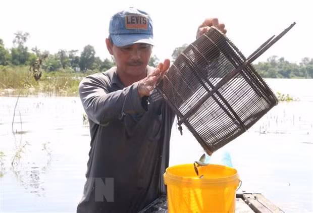 Đánh bắt cá linh. (Ảnh minh họa. Công Mạo/TTXVN)