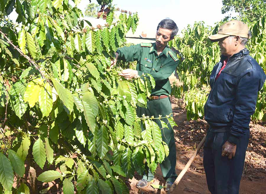  Cán bộ Đồn Biên phòng Ia Chía hướng dẫn người dân kỹ thuật chăm sóc cây cà phê. Ảnh internet