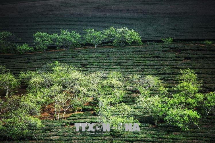 Hoa mận nở trắng trên những đồi chè khi mùa xuân về trên cao nguyên Mộc Châu. Ảnh: Trọng Đạt/TTXVN