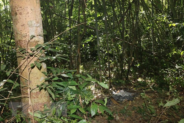 Hiện trường vụ việc. (Ảnh: TTXVN) Hiện trường vụ việc. (Ảnh: TTXVN)