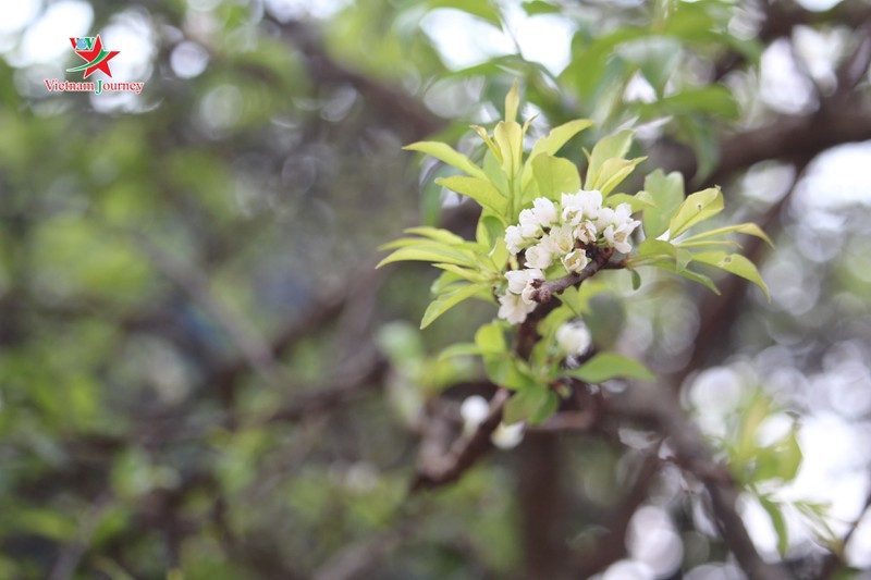 Những chùm hoa trắng e ấp.