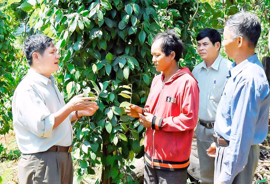 Nhiều hội viên Hội Cựu chiến binh trên địa bàn tỉnh đã nỗ lực phát triển kinh tế để vươn lên làm giàu. Ảnh: Đ.T