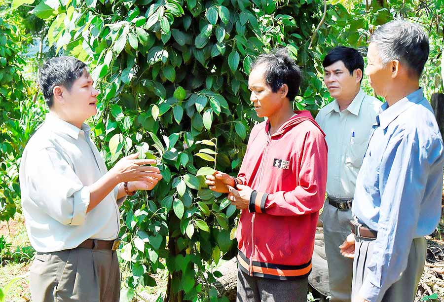 Nhiều hội viên Hội Cựu chiến binh trên địa bàn tỉnh đã nỗ lực phát triển kinh tế để vươn lên làm giàu. Ảnh: Đ.T Nhiều hội viên Hội Cựu chiến binh trên địa bàn tỉnh đã nỗ lực phát triển kinh tế để vươn lên làm giàu. Ảnh: Đ.T