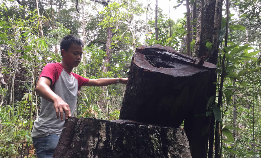 Một gốc gỗ bị đốn hạ trong khu vực tiểu khu 1229. Ảnh: Văn Ngọc