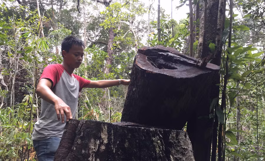 Một gốc gỗ bị đốn hạ trong khu vực tiểu khu 1229. Ảnh: Văn Ngọc