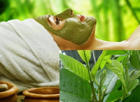 Lá ổi làm đẹp da rất hiệu quả Lá ổi làm đẹp da rất hiệu quả