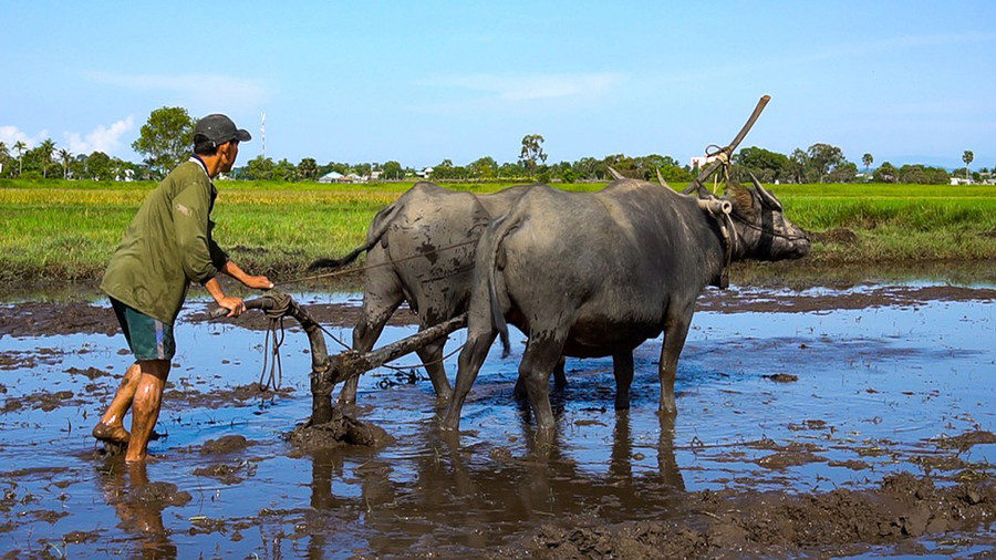 Điều thú vị là nơi đây vẫn còn dùng những phương thức canh tác truyền thống cách đây hàng chục năm