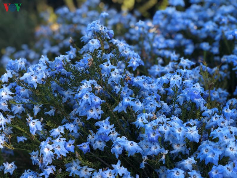  Dù mọc theo từng cành nhỏ hay theo bụi, sắc hoa xuân vẫn luôn khiến nhiều người nao lòng. 