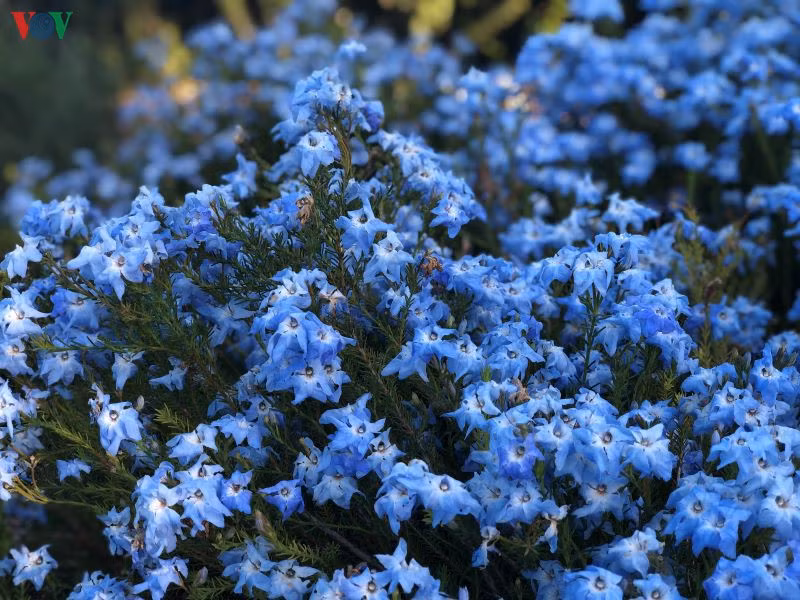  Dù mọc theo từng cành nhỏ hay theo bụi, sắc hoa xuân vẫn luôn khiến nhiều người nao lòng. 