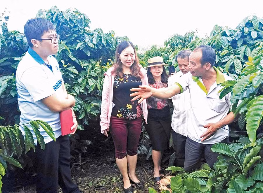 Chuyên viên của VNPT (bìa trái) khảo sát vườn cây tại huyện Ia Grai để nắm bắt nhu cầu của khách hàng trong việc ứng dụng hệ thống điều khiển tưới tiêu tự động VNPT Smart Agri. Ảnh: S.C