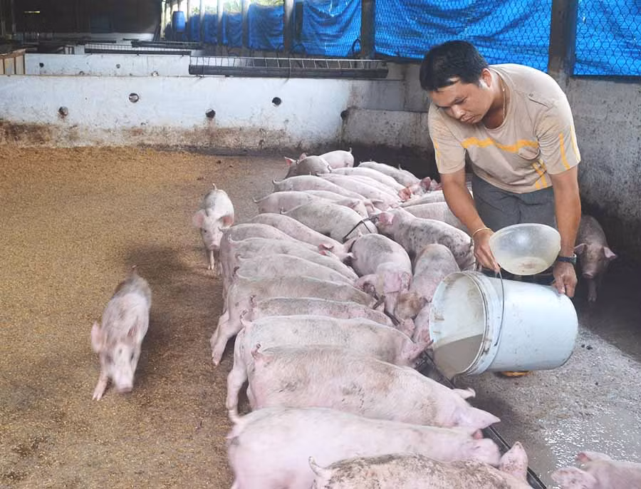  Trang trại nuôi heo của người dân trên địa bàn huyện Chư Pưh theo mô hình khép kín vẫn phát triển ổn định. Ảnh: L.N