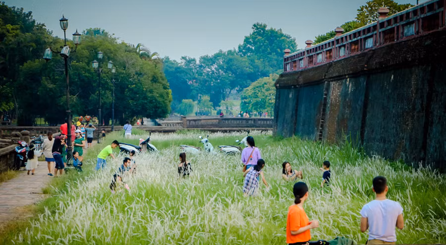 Bên tường thành cổ kính, những vạt cỏ tranh có bông trắng tinh khôi càng tôn lên vẻ đẹp cho thành quách Huế, ẩn hiện trong đó chút mơ hồ, chút lãng mạn, chút trầm tư…