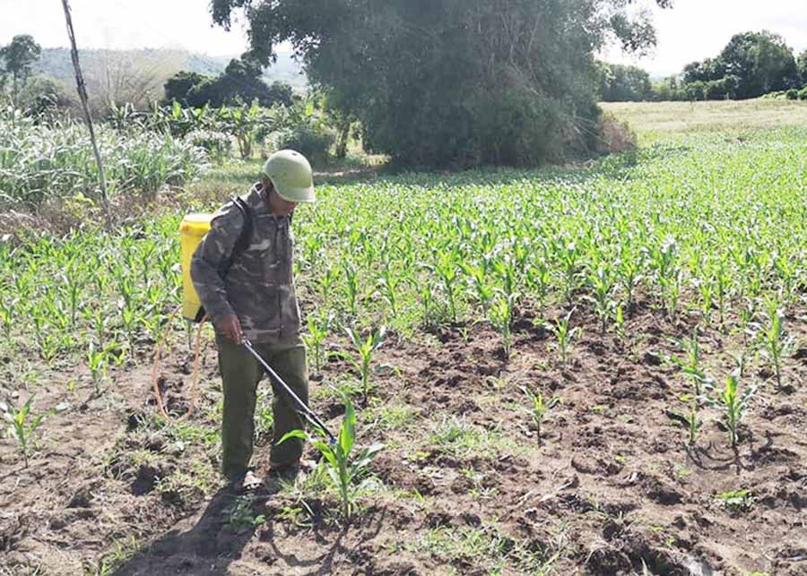 Người dân huyện Kông Chro phun thuốc phòng trừ sâu keo mùa thu. Ảnh: Lê Nam