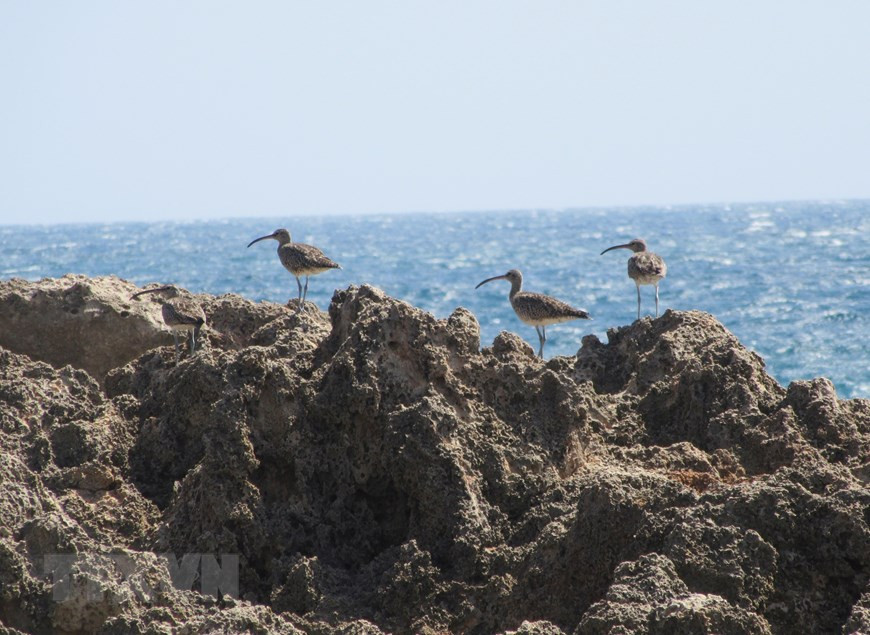 Hòn Đỏ là nơi trú ngụ của nhiều loài chim biển. (Ảnh: Nguyễn Thành/TTXVN) Hòn Đỏ là nơi trú ngụ của nhiều loài chim biển. (Ảnh: Nguyễn Thành/TTXVN)