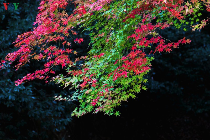 Lúc này lá phong vẫn còn đang chuyển màu, bạn sẽ được tận mắt chứng kiến cảnh màu lá thay đổi từ xanh ngắt sang vàng ươm và đỏ rực. Lúc này lá phong vẫn còn đang chuyển màu, bạn sẽ được tận mắt chứng kiến cảnh màu lá thay đổi từ xanh ngắt sang vàng ươm và đỏ rực.