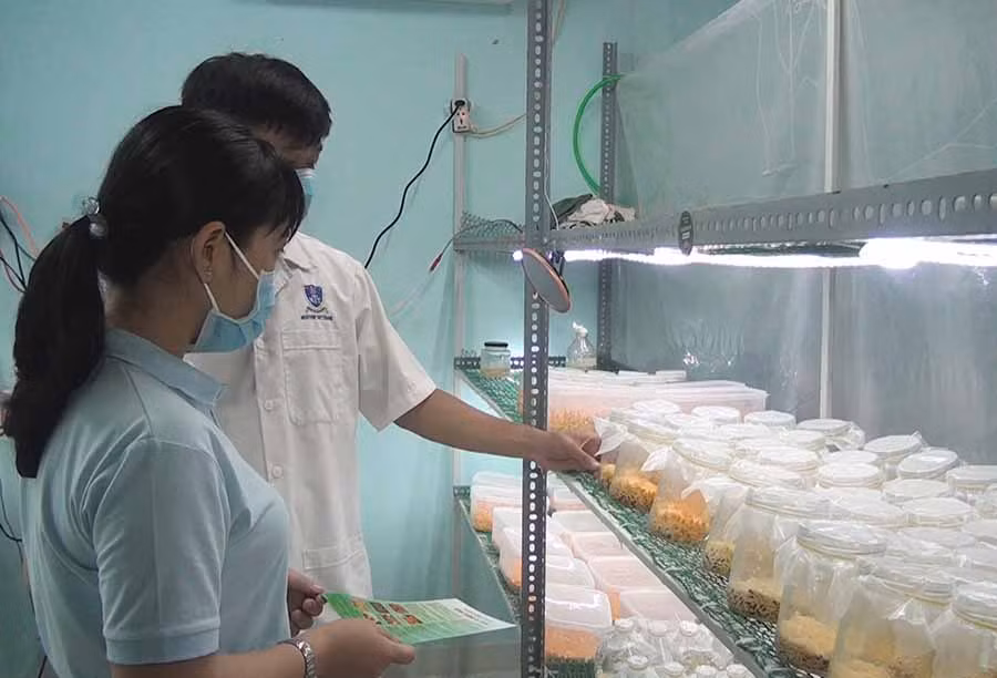  Mô hình nuôi trồng đông trùng hạ thảo của anh Lương Thái Hoàng. Ảnh: B.H