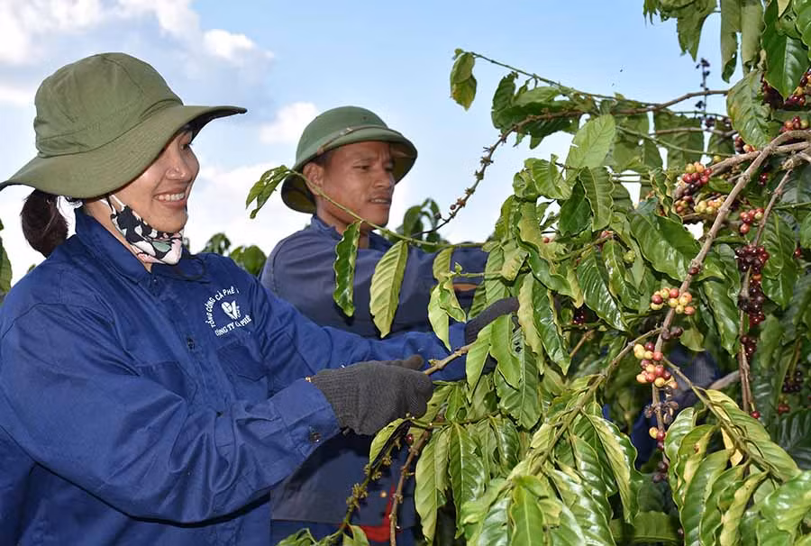 Công nhân Công ty Cà phê Ia Sao 2 thu hoạch cà phê. Ảnh: Trần Dung