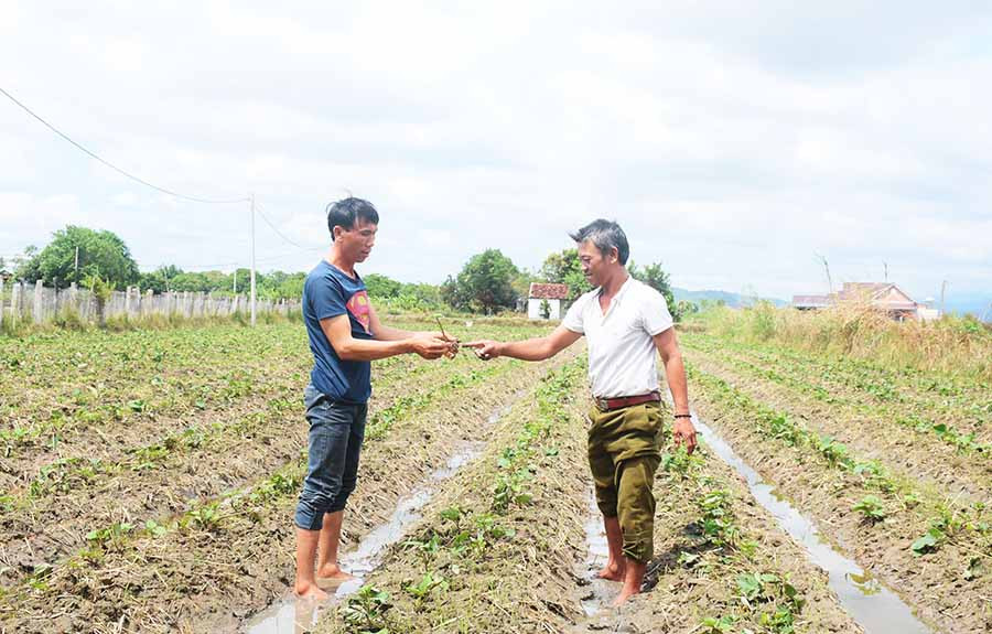 Ông Đỗ Văn Lời (bìa trái) vừa xuống giống vừa thấp thỏm lo đầu ra cho sản phẩm khoai lang Nhật. Ảnh: N.S  Ông Đỗ Văn Lời (bìa trái) vừa xuống giống vừa thấp thỏm lo đầu ra cho sản phẩm khoai lang Nhật. Ảnh: N.S