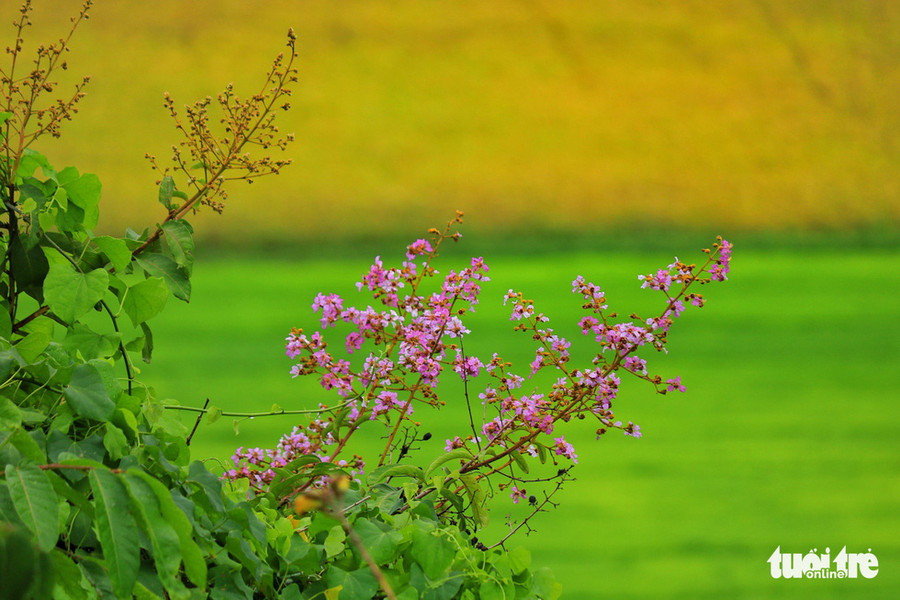 Đóa hoa tường vi nhìn từ đồi Tà Pạ - Ảnh: NGUYỆT NHI