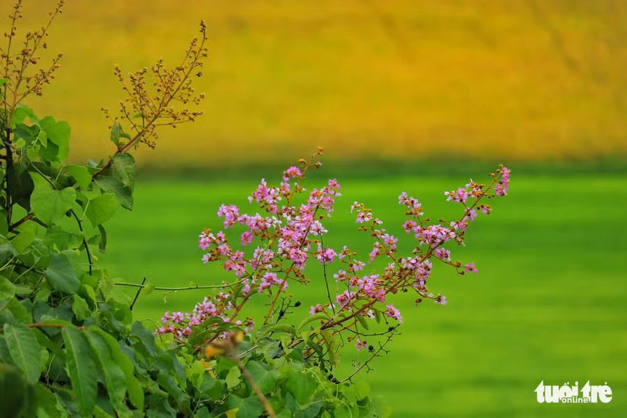Đóa hoa tường vi nhìn từ đồi Tà Pạ - Ảnh: NGUYỆT NHI