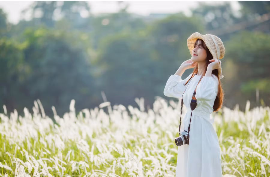  Cỏ tranh là một loài cỏ dại, nhưng nở hoa rất đẹp.