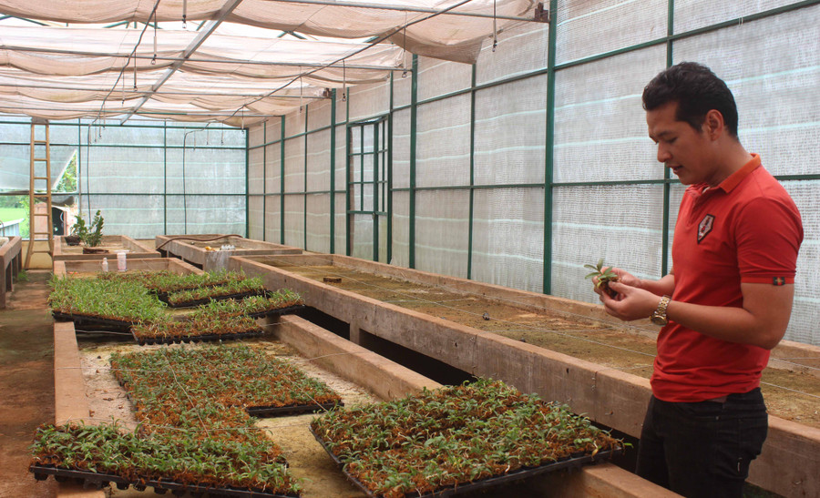  Lan rừng từ phòng nuôi cấy mô ra vườn. Ảnh: Nguyễn Diệp