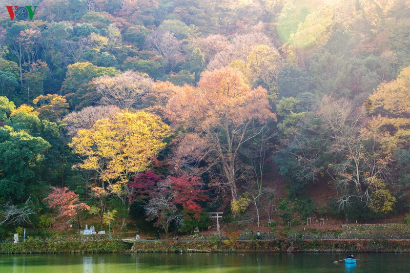 Dưới ánh nắng, thảm lá cây rừng càng rực rỡ như một bảng màu vẽ, các sắc độ nhẹ nhàng chuyển từ vàng rực, vàng cam sang đỏ ối, đẹp tựa một bài thơ haiku. Dưới ánh nắng, thảm lá cây rừng càng rực rỡ như một bảng màu vẽ, các sắc độ nhẹ nhàng chuyển từ vàng rực, vàng cam sang đỏ ối, đẹp tựa một bài thơ haiku.