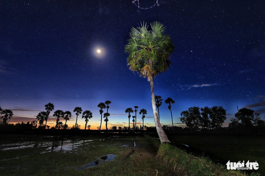  Hàng thốt nốt dưới ánh trăng - Ảnh: NGUYỆT NHI