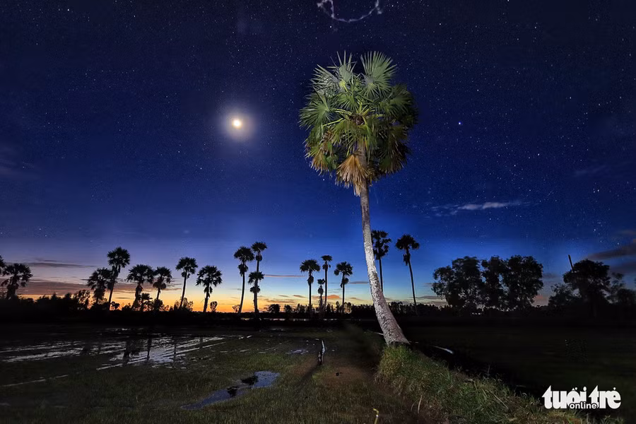  Hàng thốt nốt dưới ánh trăng - Ảnh: NGUYỆT NHI