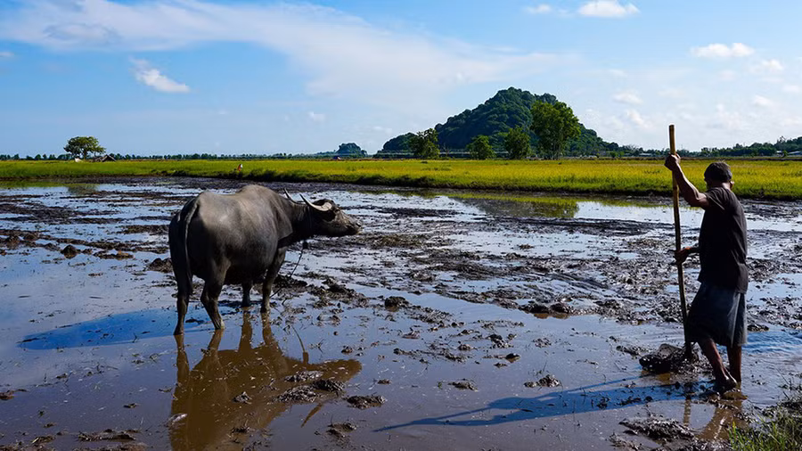 Phần lớn đồng lúa ở đây có diện tích nhỏ để giữ nước trời, suốt vụ không thể chủ động bơm tưới, người dân thuận theo tự nhiên