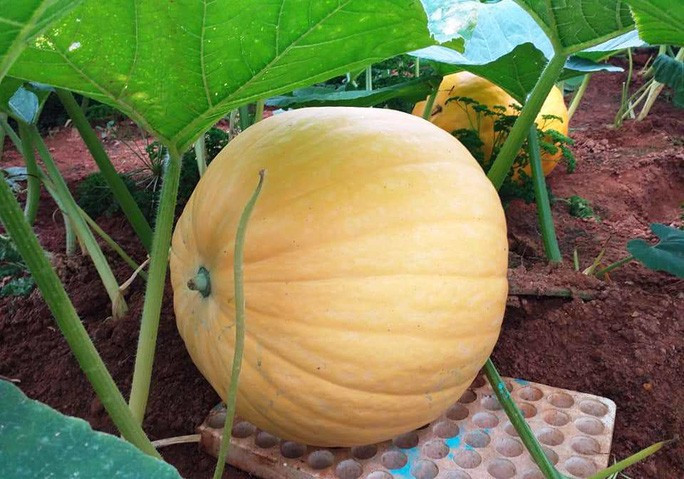  Theo chủ nhân của vườn bí ngô này, vào thời điểm quả bí phát triển nhanh nhất, mỗi ngày ước tính trái phải tăng thêm tới 4-5kg.