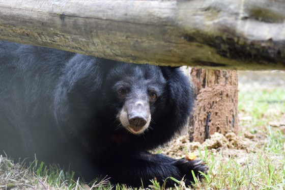 Con gấu đã được Maggie Q đặt tên là Phoenix chiều 3-10 Con gấu đã được Maggie Q đặt tên là Phoenix chiều 3-10