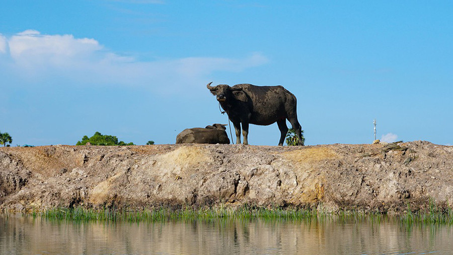 Những con trâu thường được liên tưởng đến việc đồng áng truyền thống người Việt Nam từ xa xưa