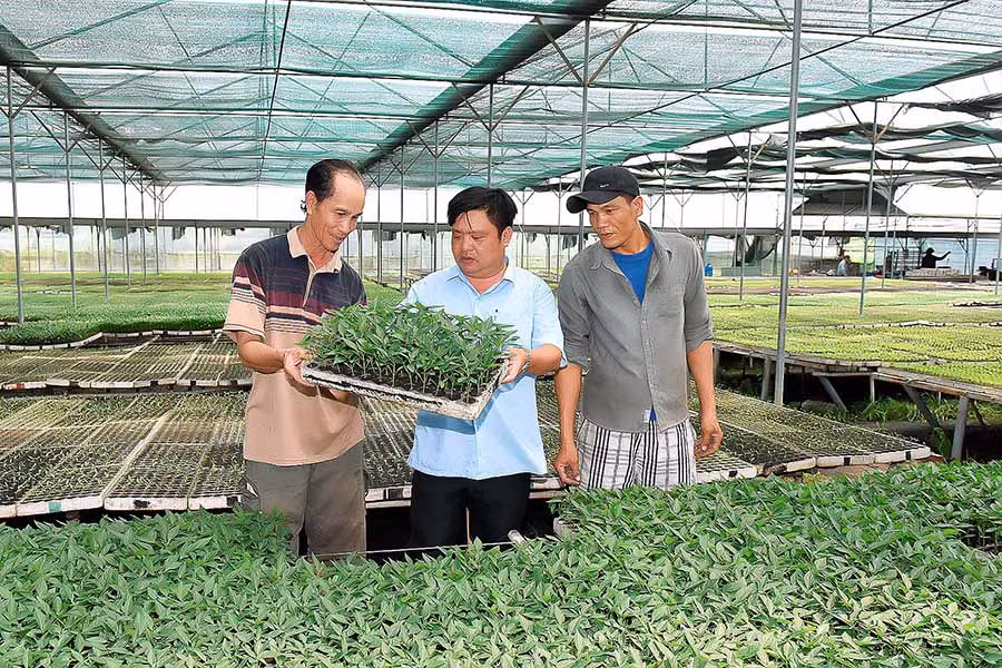 Rau quả an toàn Gia Lai hiện đang rất “được lòng” thị trường Đà Nẵng. Ảnh: Đ.T